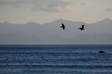 Fototapeta na wymiar Two pelicans flying above the sea