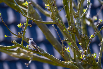 A marsh tit sits in a  bush and searches for food