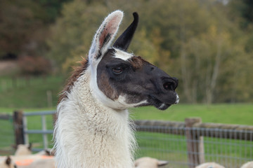 llama standing over heard of sheep on green