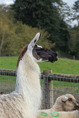 llama standing over heard of sheep on green