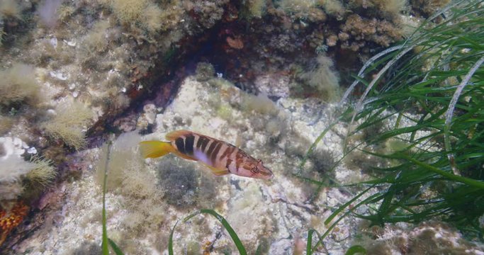 Seagrass and Painted comber fish (Serranus scriba), Mediterranean sea, France.