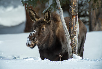 Moose digging for food in winter