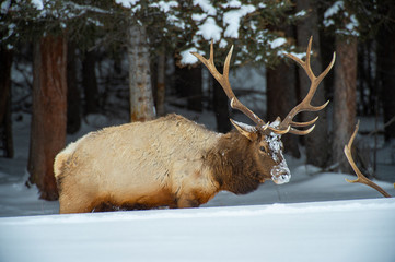 Bull Elk with Snow Face