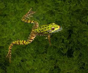 nature grenouille verte marre animal