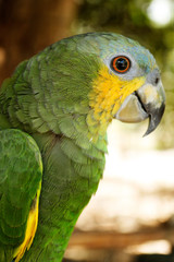 Papagaio verde