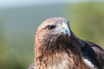  Red-Tailed Hawk Buteo jamaicensis Close-up Head Shot