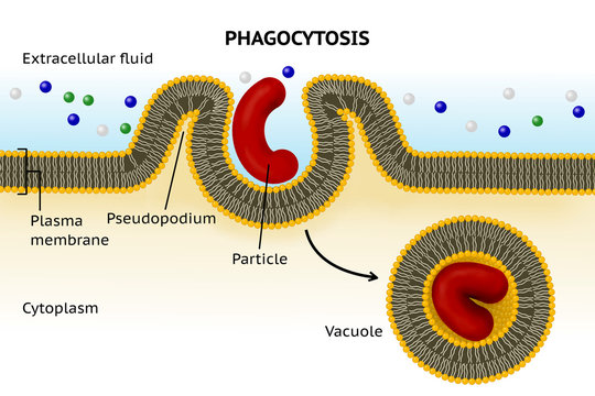 Phagocytosis. Cell eating. Phagocytosis involves the extension from the cell of large folds called pseudopodium that engulf particles and then internalize this material into cytoplasmatic vacuole 
