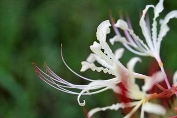 季節の花、曼珠沙華