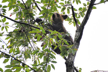 シウリザクラの実を食べるヒグマの幼獣（北海道・知床）