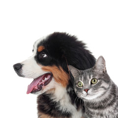 Obraz premium Cute cat and dog on white background. Fluffy friends