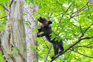タモギタケを食べるヒグマの幼獣（北海道・知床）