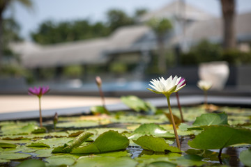White lotus flowers blooming in the lotus basin
