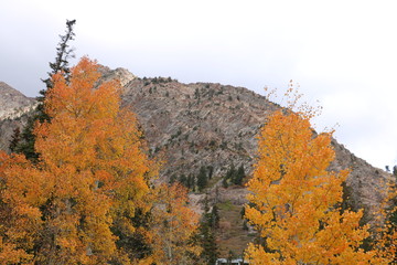 Aspen trees shine in gold near Snowbird ski resort, Alta, Utah