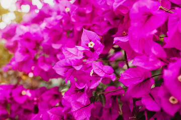 Obraz na płótnie Canvas bougainvillea flowers purple bush or buganvilla, bugambilia, bunga kertas, Napoleon, Santa Rita or Papelillo