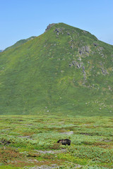 知床連山とヒグマ（北海道・知床）