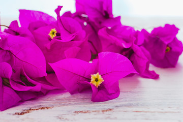bougainvillea flowers purple bush or buganvilla, bugambilia, bunga kertas, Napoleon, Santa Rita or Papelillo