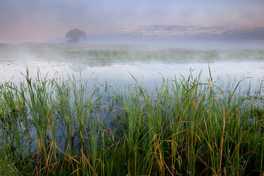 A foggy sunrise over a wetland conservation area.