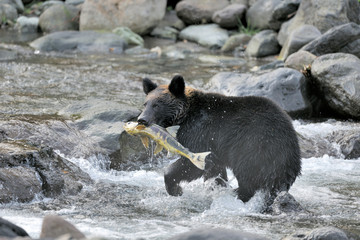 サケを捕らえたヒグマ（北海道・知床）