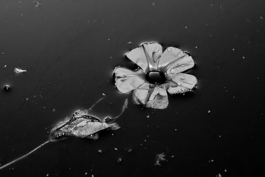 High Angel View Of Fallen Flower Floating On Water