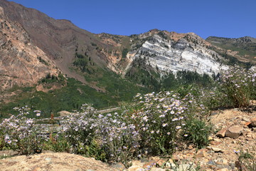 Summer wildflowers in the Wasatch Range (Large Montane Fleabane)