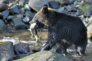 サケを捕らえたヒグマ（北海道・知床）
