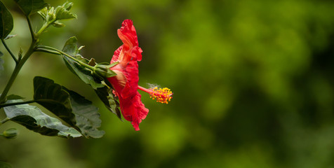red hibiscus flower in the garden
