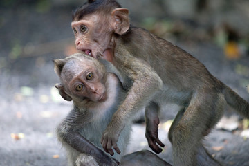 Fototapeta premium 可愛いサル