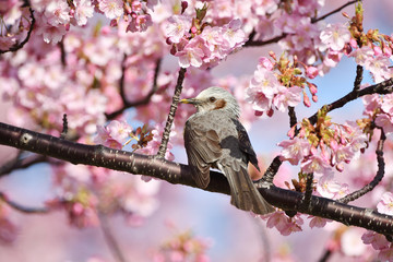 河津桜のヒヨドリ