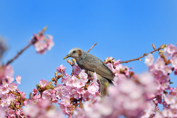 河津桜のヒヨドリ