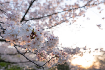 夕日とソメイヨシノ