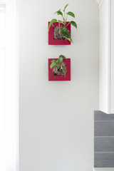 Fototapeta premium Plants On Kitchen Wall