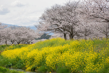 菜の花と桜並木