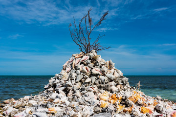 A cemetery of shells in Los Roques Archipelago (Venezuela).