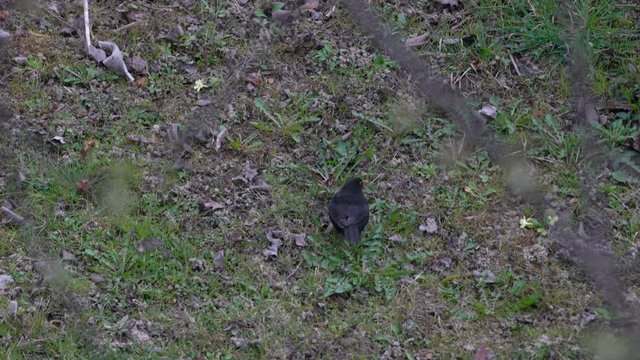 Blackbird (Turdus merula) looking for food on background - (4K)