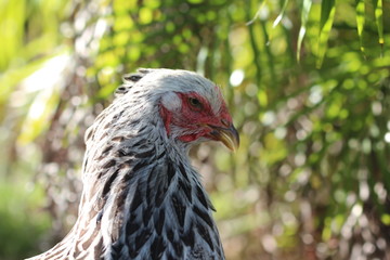 poule brahma