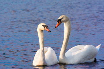 Fototapeta na wymiar Beautiful Picture of two white swans in love swiming on the lake in the spring sunny day before nesting. White swan is symbol of peace, love and fidelity. Example of european nature