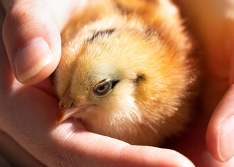 A fuzzy yellow and black striped baby chick being held in the hands. The chick is small and its eye is open. There