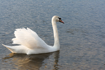 group of cygnets, young swans swimming away from the cameram in the water in a lake