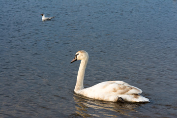 group of cygnets, young swans swimming away from the cameram in the water in a lake