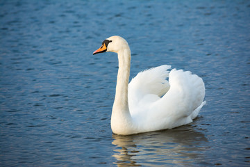 One white swan on blue water with small waves. Wildlife Background