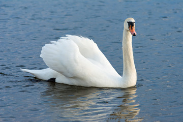 One white swan on blue water with small waves. Wildlife Background