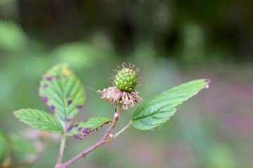 Springtime growth in the forest.