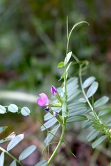 Wild purple flowers growing on the forest floor.