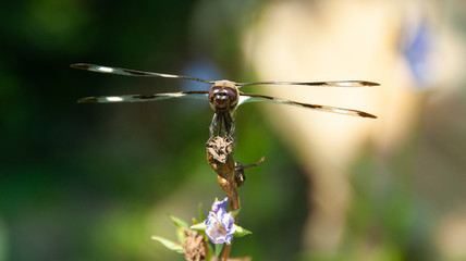 dragonfly on a branch