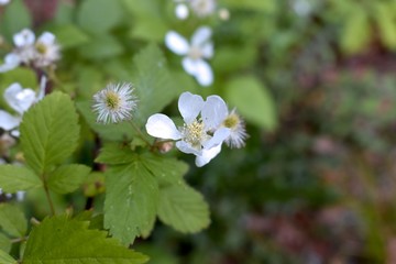 Beautiful white flowers growing wild on the forest floor.
