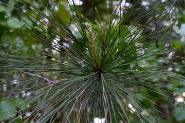 Closeup of new spring growth on evergreen stems.
