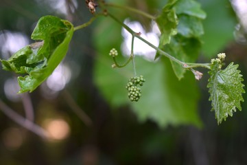 Springtime growth in the forest.