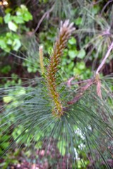 Closeup of new spring growth on evergreen stems.