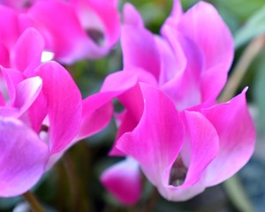 Pink pedaled flowers in the garden.