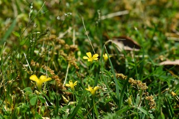 Wild yellow flowers in the back garden.